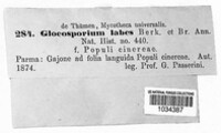Gloeosporium labes image